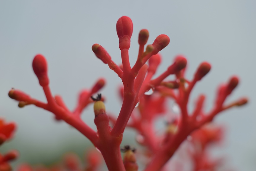 Chinese New Year 2026 Ginseng