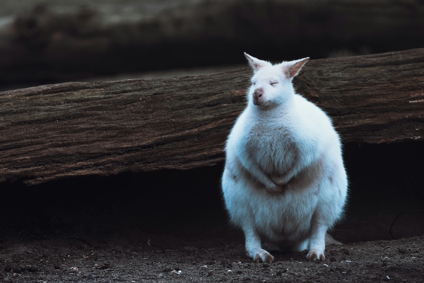 Obesity